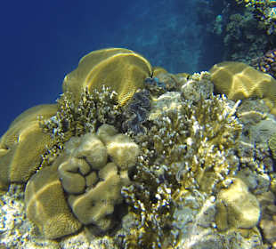 Herrliche Farbenpracht