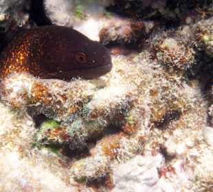 Rußkopfmuräne in der Lagune...