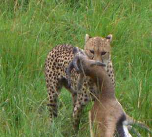 Gepard