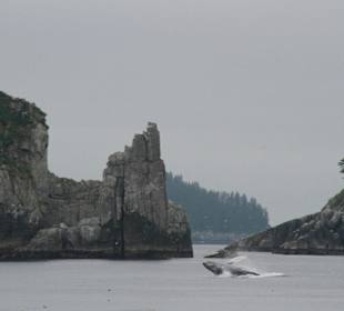 Whalejump auf der Fjordtour