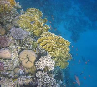 Подводный мир