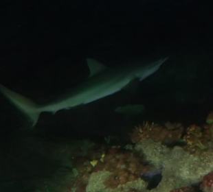Sea Life