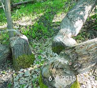 Działalność bobrów nad Klimuntem.