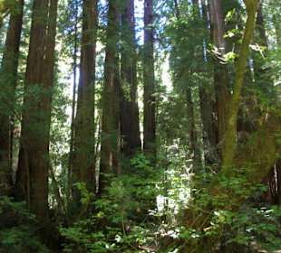 Muir Woods
