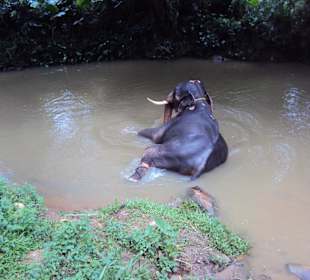 Millennium Elephant Foundation