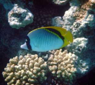 Gestreifter Falterfisch