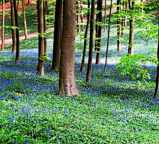Hallerbos - wilde Hyazinthen