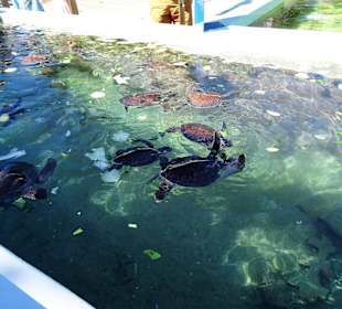 Fütterung der Wasserschildkröten
