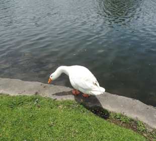 Im Western Springs Park