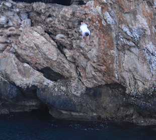 Zur Belustigung sprang er aus der Grotte ins Wasser