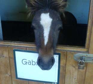 Der Gabriel im >Talhof<