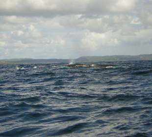 Whale Watching
