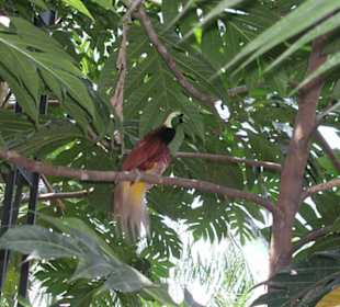 Im Tierpark Bali entdecket: Der Paradiesvogel.