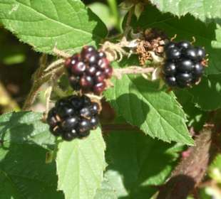 Wanderung am Silberberg