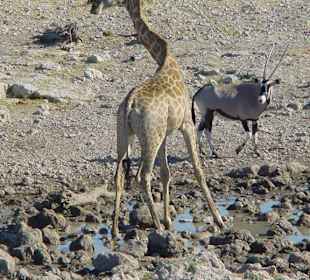 Giraffe