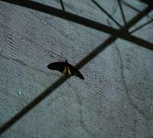 Butterfly Park Kuala Lumpur