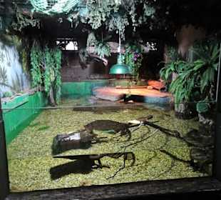 Das Kaiman-Terrarium im Nautiland