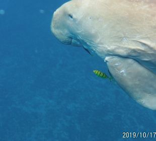 Schnorcheln Marsa Alam