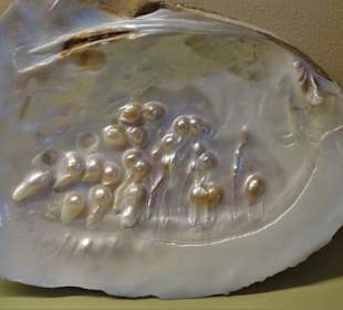 Rundgang durch das Muschelmuseum Wremen