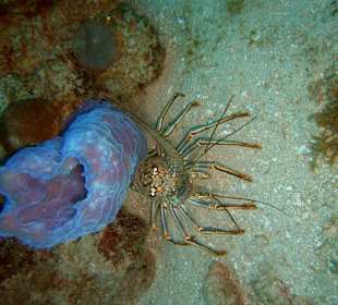 Unterwasserwelt Sosua Divecenter Merlin