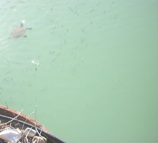 Fluß der in den Hafen fließt