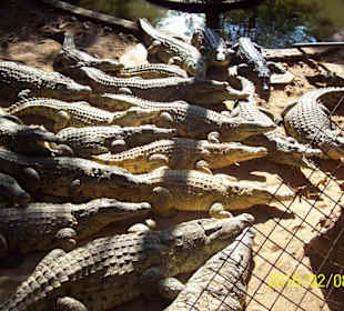 Crocodile Farm and Snake Park, Malindi