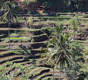 Reisterrassen