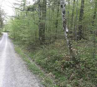 Wanderweg Firstwaldrunde