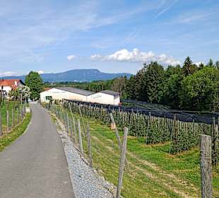 Obstplantage - Aussicht Schöckl