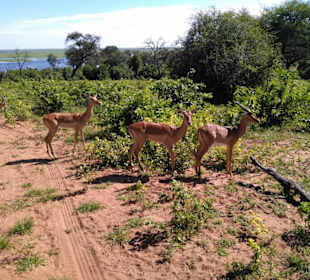 Im Chobe Nationalpark