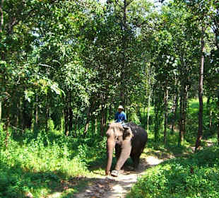 Passeggiata nella foresta