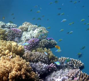 Schnorcheln Marsa Alam