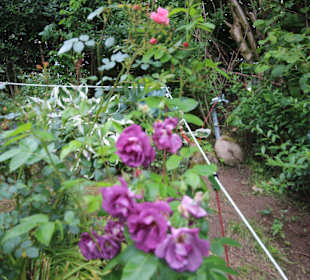 Rosen in den Vorgärten