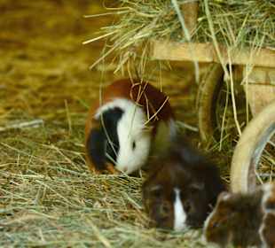 Glückliche Tiere im Paradies Wildpark Ferleiten.  