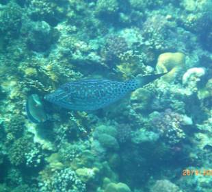 Schriftfeilenfisch