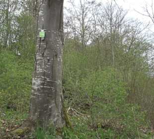 Premiumwanderweg Hochgebürzelt