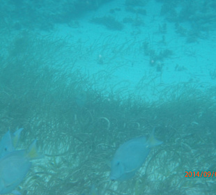 Schnorcheln auf Saona