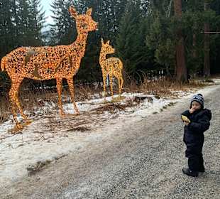 Zauberwald Lenzerheide