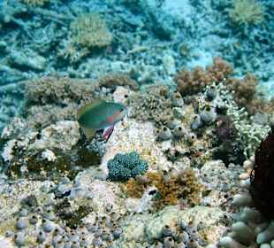 Schnorchelausflug Gilis