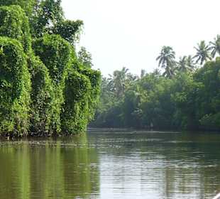Mangrovenfahrt