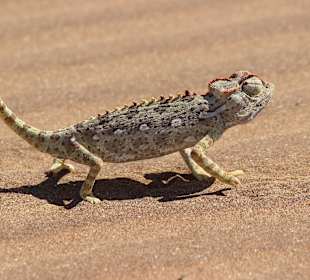Desert Tour