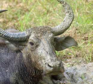 Wasserbüffel macht Siesta