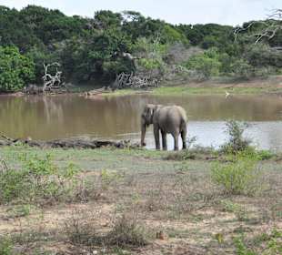Safari Yala