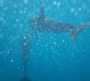 Schwimmen mit den Delfinen