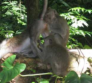 Jede Menge freche Affen