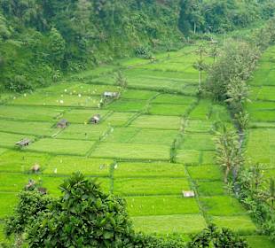 Reisfeld Zentralbali