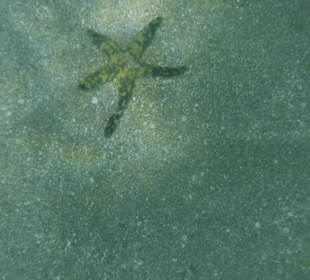 Seestern. Hotel Prima Life Makadi Bay