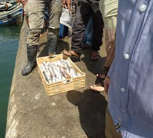 Fischerboote bringen frischen Fisch