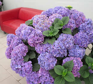 Hortensie