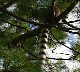 Che bella la coda del Lemure!